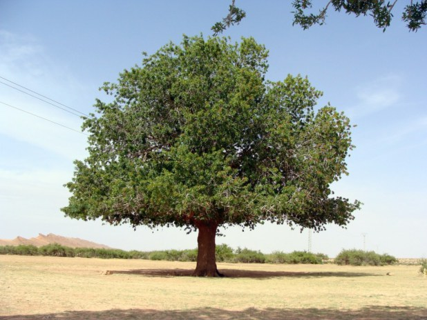 Liste des arbres fruitiers — Wikipédia